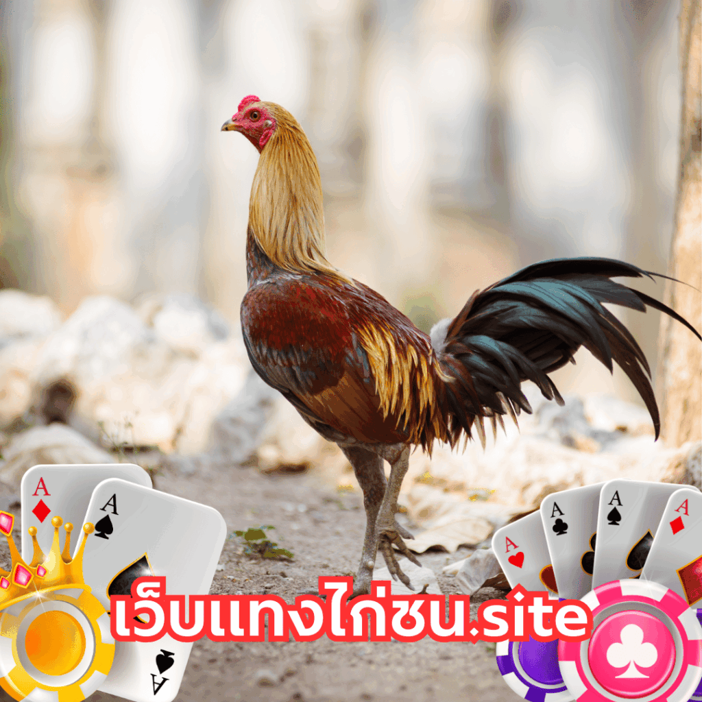 เว็บแทงไก่ชน.site