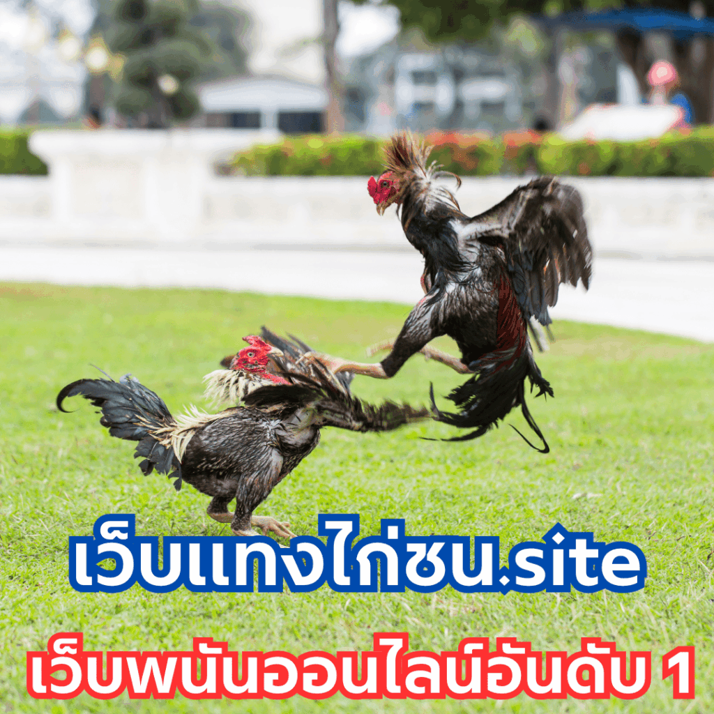 เว็บแทงไก่ชน.site