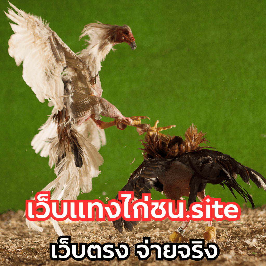 เว็บแทงไก่ชน.site